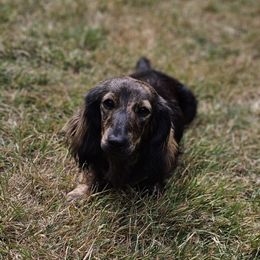 Tilly - Dachshund