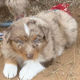 Barq's - Red merle male Australian Shepherd puppy in Wichita Falls, Texas from Spotted Mule Aussies