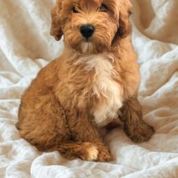 JASPER BOY - male Cavapoochon puppy in Fredericksburg, Ohio from Timshell Farm Specialty Crossbreed Puppies