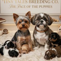 Shorkie puppies from Tiny Tales Co.