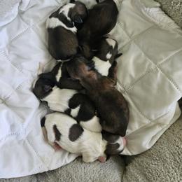 Shihpoo and Shih Tzu Puppies from The Luckie Puppy