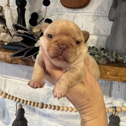 Three's Company, Chrissy Snow (fluffy) - Cream female French Bulldog puppy in Salem, Oregon from Toy House Frenchies