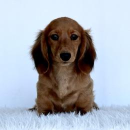 Saga - Dachshund