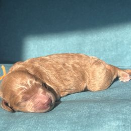Prancer - Caramel cream male Labradoodle puppy in Monticello, Georgia from Daylin’s Doodles & Labradors