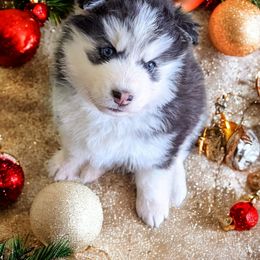 Siberian Husky Puppies from Funky Farm AKC Siberian Huskies Kennel
