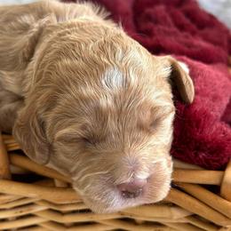 Puppy 5 - Black Collar - Golden male Cockapoo puppy in Ankeny, Iowa from Maple’s Cockapoo's and Libby's Schnauzer Puppies