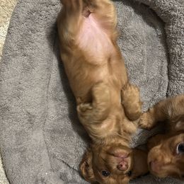 Dachshund Puppies from Kalua's Doxies