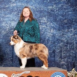 Australian Shepherds and Miniature American Shepherds from Jorvik Australian Shepherds