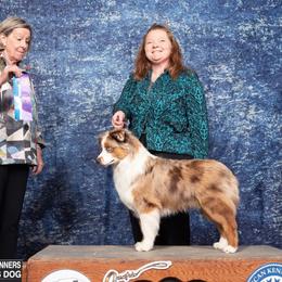 Australian Shepherds and Miniature American Shepherds from Jorvik Australian Shepherds