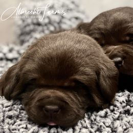 Labrador Retriever Puppies from Albrecht Farms Labrador Retrievers