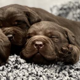 Labrador Retriever Puppies from Albrecht Farms Labrador Retrievers