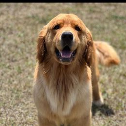 Solo - Golden Retriever