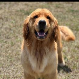 Solo - Golden Retriever