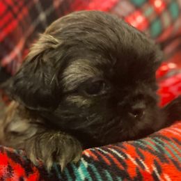COOPER - Brindle male Shih Tzu puppy in Kill Devil Hills, North Carolina from AKC Shih Tzu Champion Line Puppies