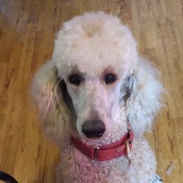 Michonne - Poodle