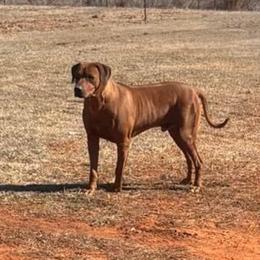 Hank - Rhodesian Ridgeback