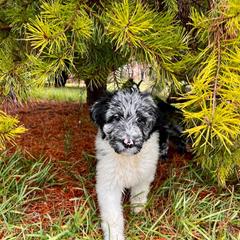 Newfypoo Puppies from Two Sisters Ranch, LLC