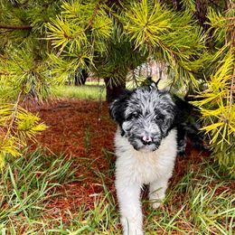 Newfypoo Puppies from Two Sisters Ranch, LLC