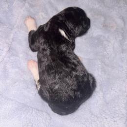 Poseidon - Parti male Poodle puppy in Meadowbrook, California from Standard Poodle Pups