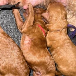 Red - Red  male Poodle puppy in Keedysville, Maryland from Sunshine Red Standard Poodles