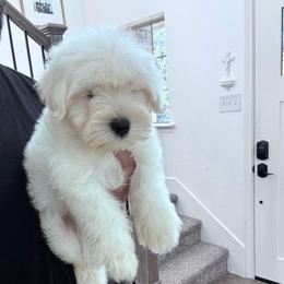 Male 1 - White male Miniature Schnauzer puppy in Seagoville, Texas from JC miniature schnauzers