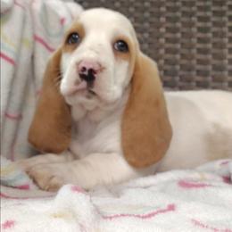 Cherish - Lemon and white female Basset Hound puppy in Newton Grove, North Carolina from MGA Basset Hound