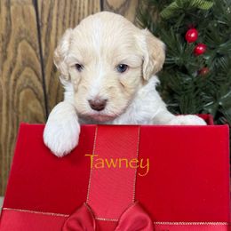 Tawney - Caramel ice male Australian Labradoodle puppy in Easley, South Carolina from Royal Diamond Labradoodles
