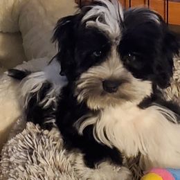 Miniature Schnauzers from Berry Schnauzers Lil Paws