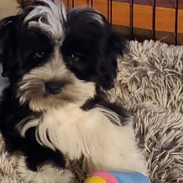 Miniature Schnauzers from Berry Schnauzers Lil Paws
