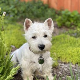 Shihpoo, Shih Tzu, and West Highland White Terrier Puppies from Westie Way & Polly Tzu Shih tzu and more