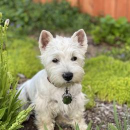 Shihpoo, Shih Tzu, and West Highland White Terrier Puppies from Westie Way & Polly Tzu Shih tzu and more