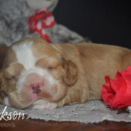 Cockapoo, Cocker Spaniel, and Poodle Puppies from The Cocker Cingdom