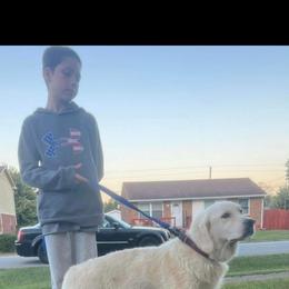 Bexley - Golden Retriever
