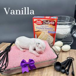 Dalmatian, Poodle, and Rhodesian Ridgeback Puppies from Ruffles, Ridges, & Spots!