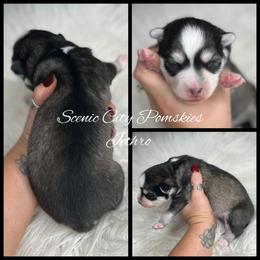 Jethro - Black and white male Pomsky puppy in Rossville, Georgia from Scenic City Pomskies
