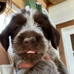 Belle Starr - Brown and gray female Wirehaired Pointing Griffon puppy in Custer, South Dakota from Twenty-Mile Griffons