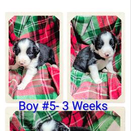 Australian Shepherd and Great Dane Puppies from AEW Farm