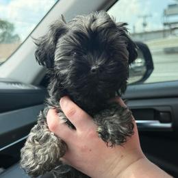 Boy 1 - Silver male Russian Tsvetnaya Bolonka puppy in Peabody, Kansas from SouthFork Ranch