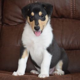 Boy 7 - male Collie puppy in Danville, Pennsylvania from Brookwood Collies, Smooth & Rough