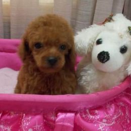 Poodle Puppies from Lowry Toy Poodles