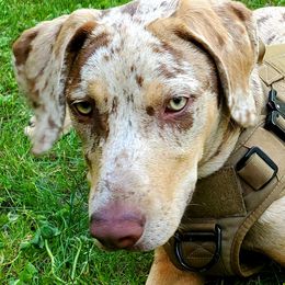 Catahoula Leopard Dogs from Calypso Catahoulas