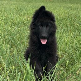Girl 1 - Black female German Shepherd puppy in Quincy, Washington from Sir Puente German Shepherds