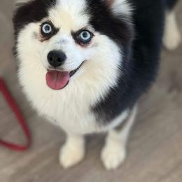 Phoebe - Pomsky