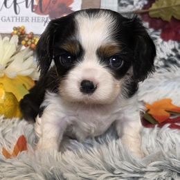 Birdie Bell - Tri-color female Cavalier King Charles Spaniel puppy in Stilwell, Oklahoma from Love Bug Cavaliers
