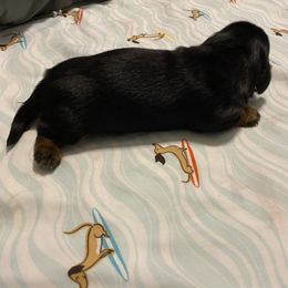 Dachshund Puppies from Sassy Kat’s Dachshunds