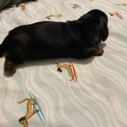 Dachshund Puppies from Sassy Kat’s Dachshunds