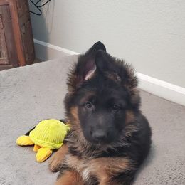 German Shepherd Puppies from Chico's German Shepherds