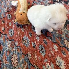 Curly - White female American Eskimo Dog puppy in Redlands, California from Arctic Storm Kennels