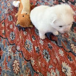 Curly - White female American Eskimo Dog puppy in Redlands, California from Arctic Storm Kennels