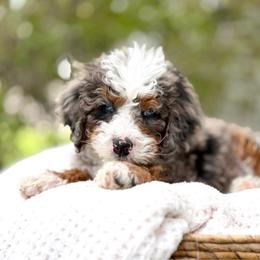 Grumpy - Merle male Bernedoodle puppy in Highland, Utah from Angel Pups Deluxe